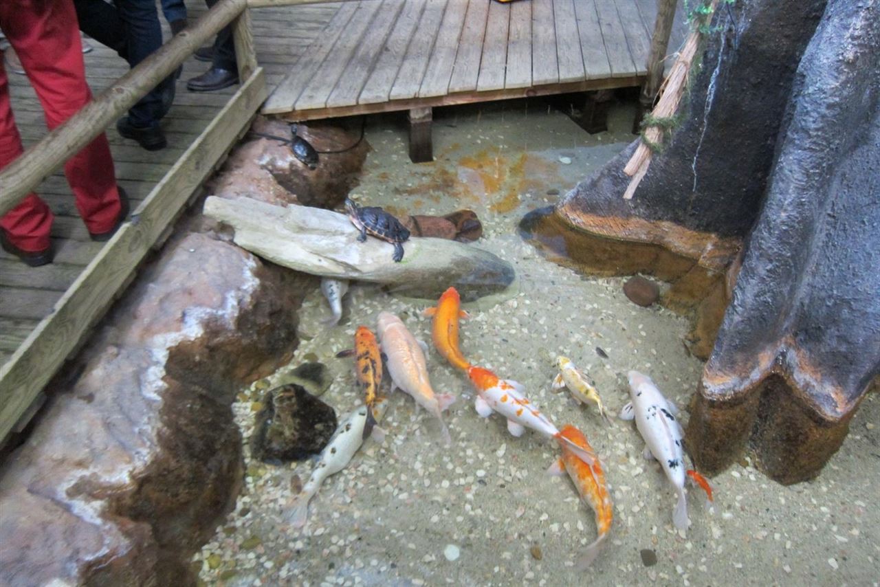 Gobierno de Aragón y Acuario de Zaragoza recuperan especies