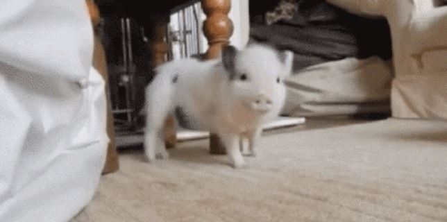 Un cerdito ‘bailongo’ (Ver VIDEO)