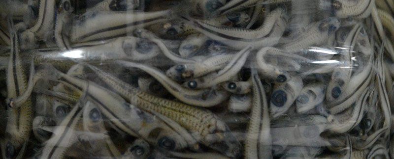 Elaboran investigadores de la UNAM clave ilustrada de peces óseos del golfo de México