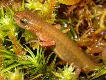 El tritón palmeado recolonizó Europa desde sus refugios en la Península Ibérica