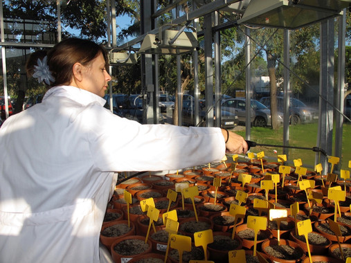 Las plantas carnívoras pasan ‘hambre’ tras un incendio