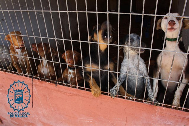 Policía Local de Málaga detecta irregularidades en instalaciones de una residencia canina