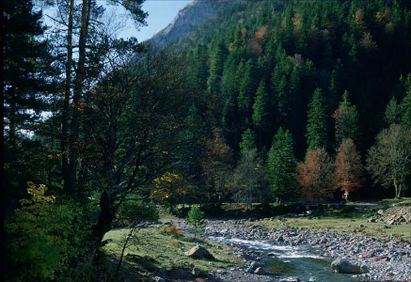 Bosques para las Personas