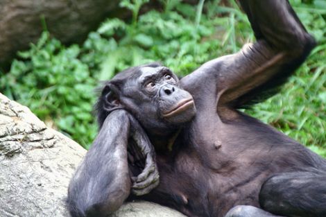 Más humanos que el chimpancé. Completado el último genoma de gran simio