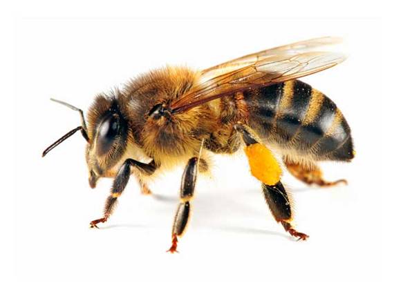 Descubre los dos insecticidas que ‘arrasan’ con las abejas