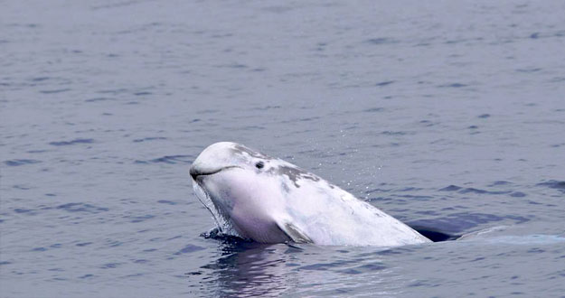 Más de 150 especies protegidas