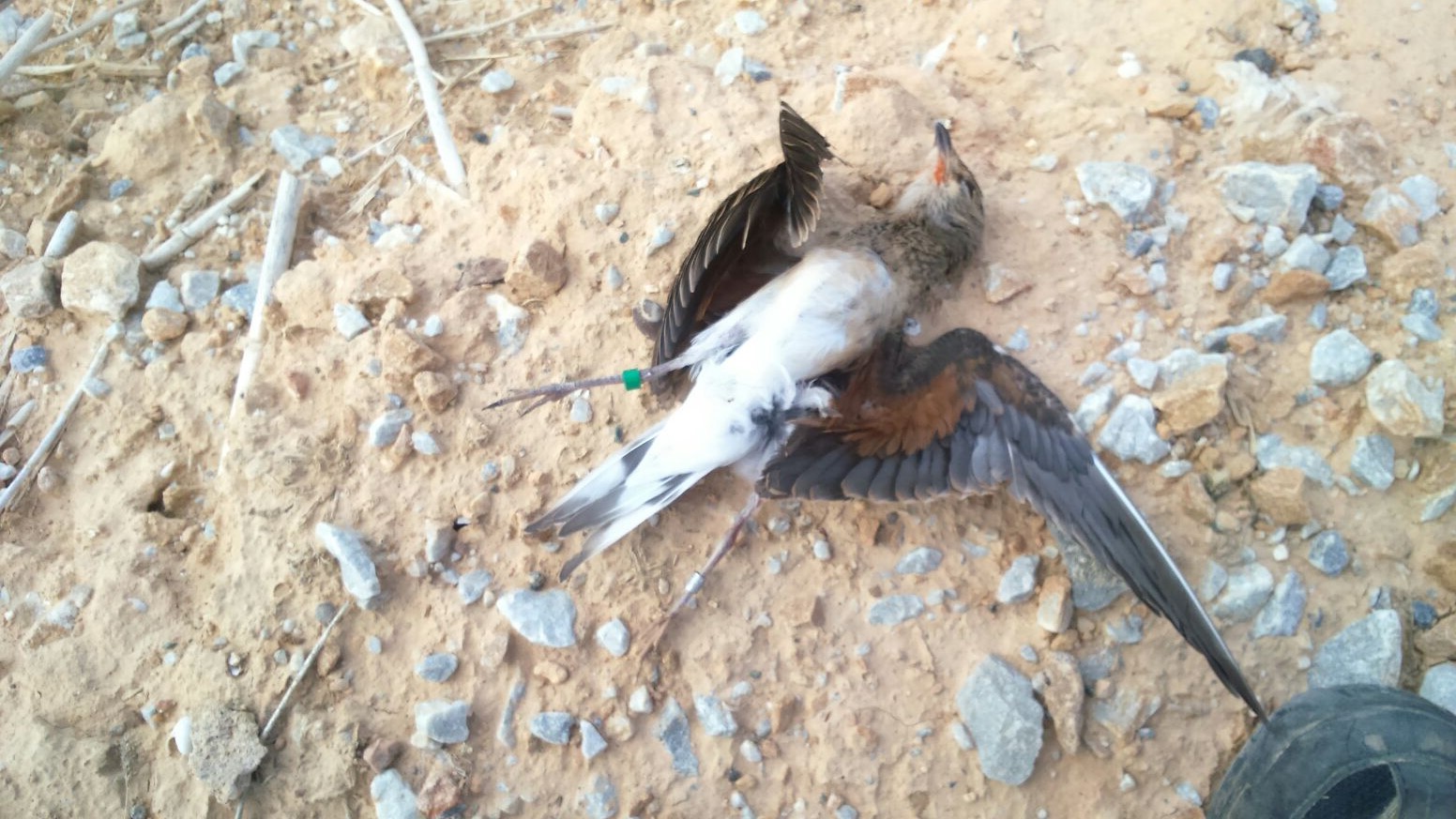 Atropellan una de las canasteras liberadas el pasado martes en el Mar Menor