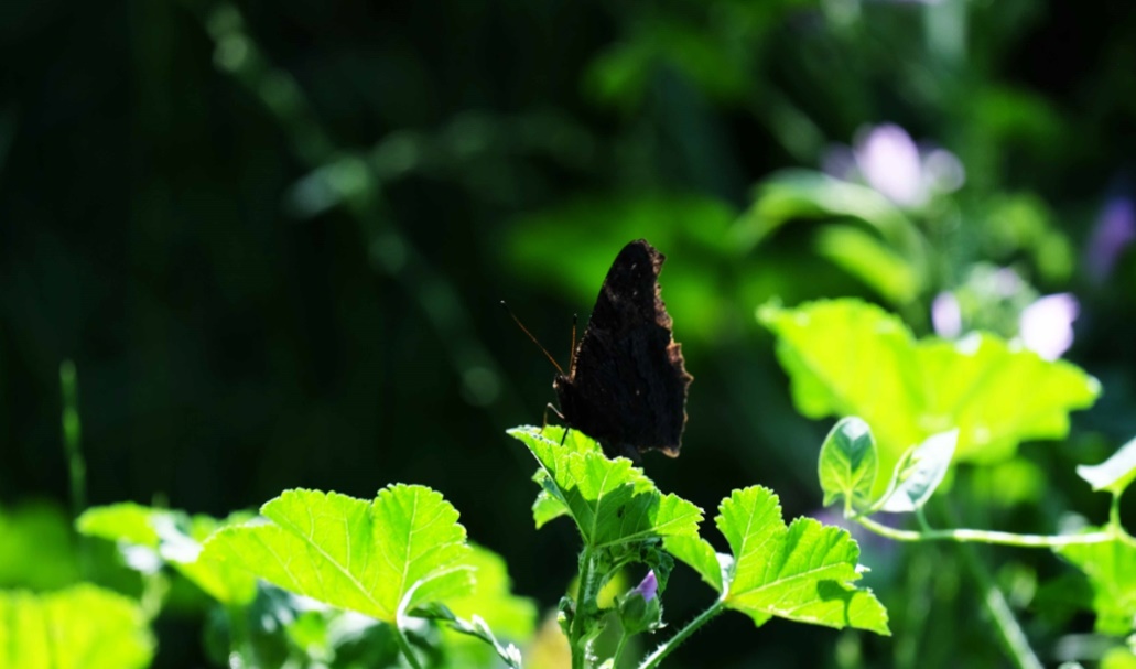Paneles solares inspirados en las mariposas
