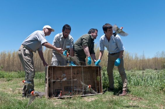 Liberan 208 animales rescatados del tráfico ilegal de fauna
