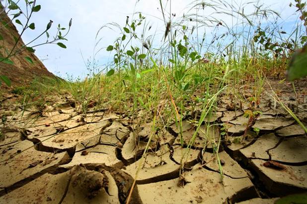 Rehabilitación Ambiental Terrestre