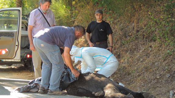 Aparece un oso muerto en Cangas del Narcea