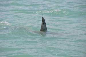 Dos tiburones crean alarma en las playas del Maresme (Barcelona)