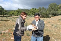 Liberan un milano en Baleares que tenía una herida de disparo en la cabeza