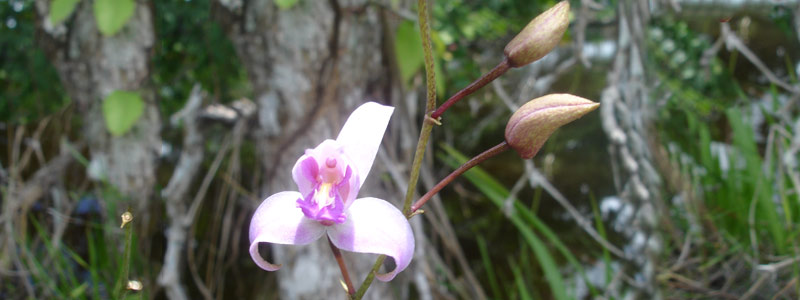 México. Mejoramiento genético y preservación de orquídeas