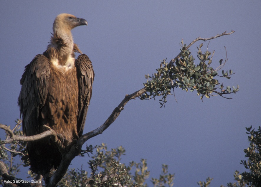 El patrón de vuelo del buitre leonado puede reducir sus colisiones en parques eólicos