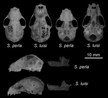 Un catedrático e investigador de la PUCE descubre una nueva especie de murciélago