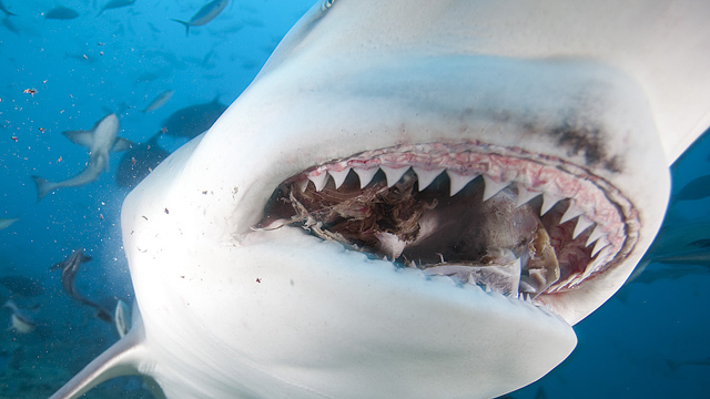 CITES pondrá en ‘cintura’ a España por la pesca de tiburones