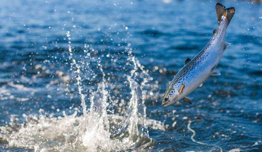 La salmonicultura chilena mejoró