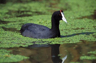 Andalucía suelta ejemplares de focha moruna