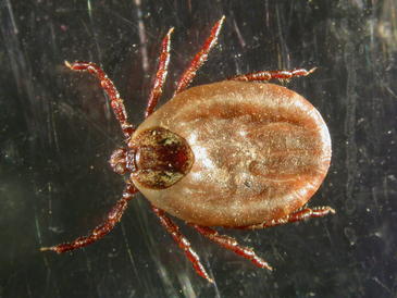 Cómo combatir las garrapatas de la ganadería