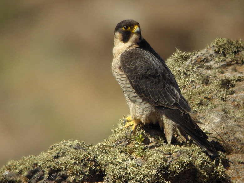 Implantan dos emisores vía satélite a dos pollos de halcón taragote para estudiar su ecología