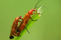 Unas 5.000 especies de insectos serán secuenciadas en los próximos cinco años