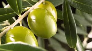 Luz y taquígrafos sobre el genoma del olivo domesticado del Mediterráneo