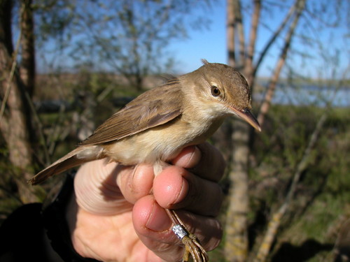 Desciende el número de aves palustres en la laguna de La Nava