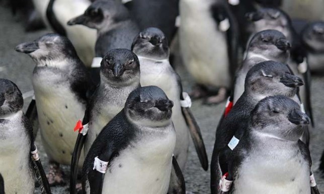 Los pingüinos africanos alimentos en lugares equivocados debido a la pesca y al cambio climático