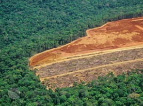 World Bank says Brazil risks little in choosing low-carbon growth