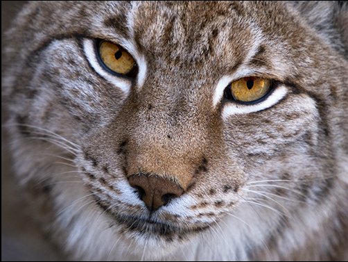 Exponen una cabeza de lince ibérico en una tienda de Valencia