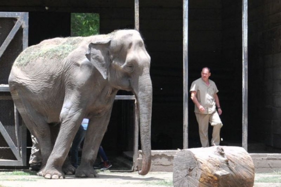 Argentina. La elefanta Pelusa será trasladada a un santuario de Brasil