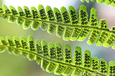 Cómo los helechos dispersan sus células para reproducirse