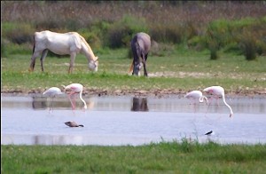 Conservar los humedales es conservar la  ‘Agricultura Familiar’