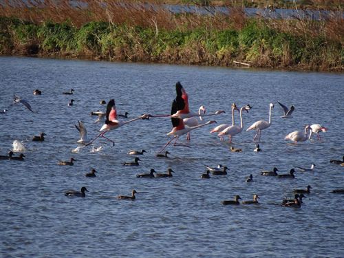 Arranca el proyecto Life Albufera para la gestión integrada de humedales artificiales