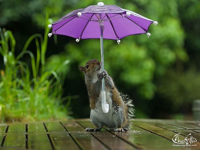 La ardilla con paraguas pasea por Londres