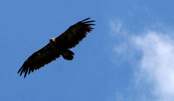 Cádiz. Libera en Los Alcornocales un buitre negro hallado en el puerto de Algeciras con síntomas de agotamiento