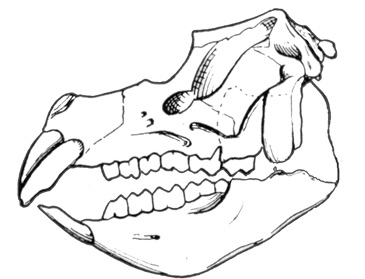 Parientes lejanos de los elefantes en Sudamérica