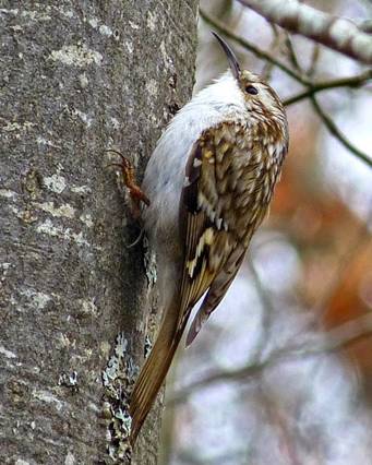 Los ‘oscuros’ planes de recuperación de Especies del Gobierno de La Rioja