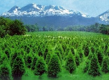 Celebrarán Día Mundial de bosques durante Cumbre Climática