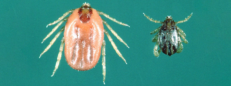 Control biológico de garrapatas y nematodos