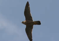 60 parejas de Halcón de Eleonor se han reproducido en la Reserva Natural de les Illes Columbretes