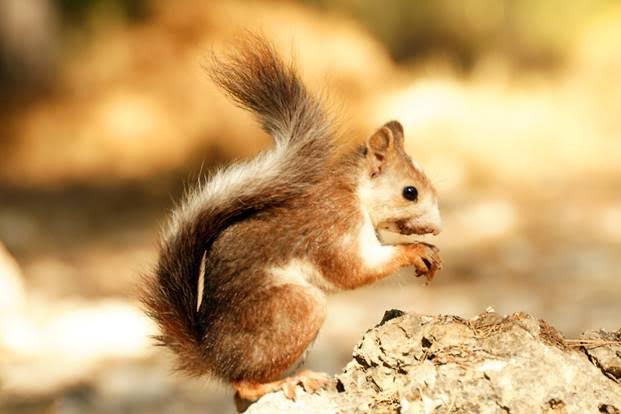 Rastros de la fauna ibérica