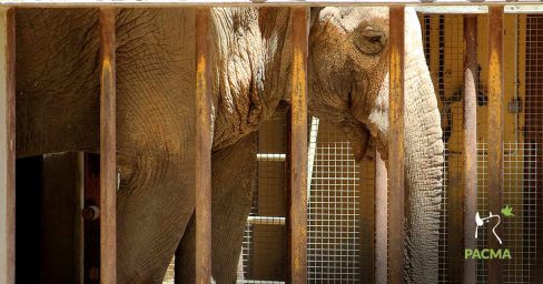 Piden declarar a los elefantes personas no humanas y garantizar su libertad