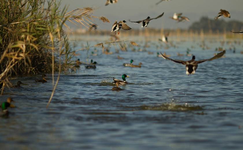 LAlbufera como Reserva de la Biosfera de la UNESCO