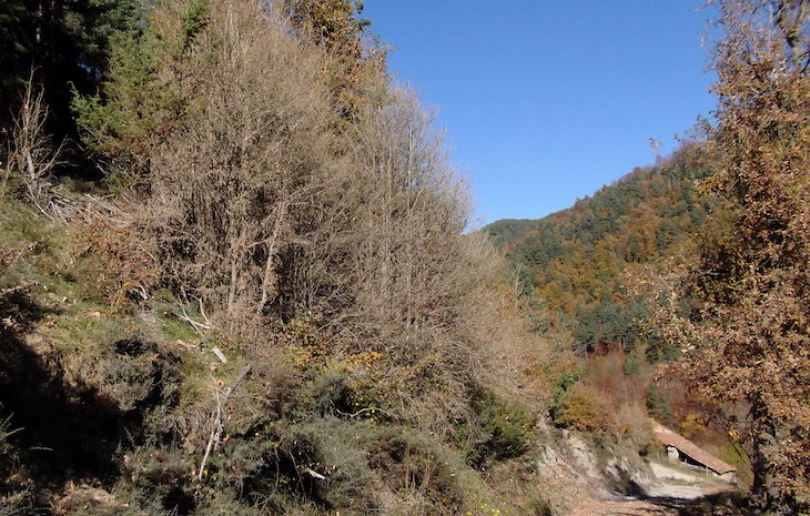 Ataque implacable de la mariposa del Boj