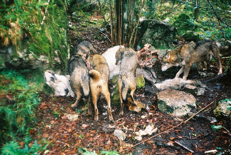 El modelo de gestión del lobo de Asturias  provoca intencionadamente el aumento de daños a la ganadería de montaña