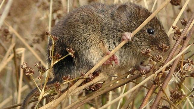Denuncian la absoluta ‘opacidad’ de la Junta en la campaña de veneno contra los topillos
