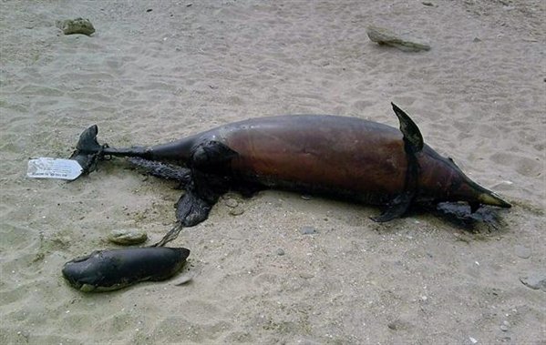 Encuentran el cadáver de un delfín en una playa de Cádiz