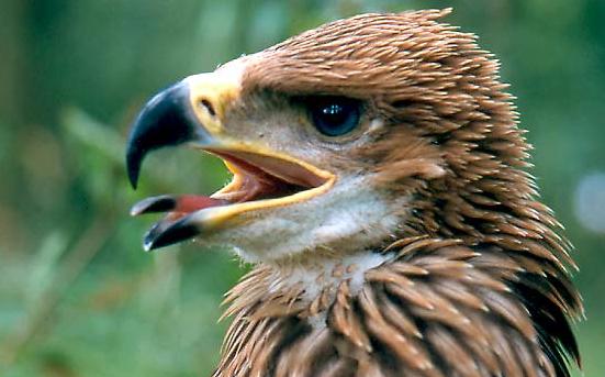 Alarmante noticia para el águila imperial ibérica